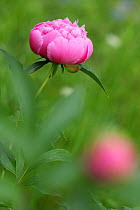Peony (Paeonia officinalis) flower opening, garden, Provence, France, April