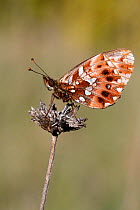 Weaver&#39;s fritillary butterfly ( Boloria dia) on a dried flower, Grands Causses Regional Natural Park, Lozere, France, May