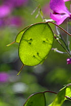 Annual honesty (Lunaria annua) seed pod, close up, Lozere, France, April