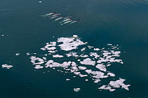 Aerial view of pod of Narwhals (Monodon monoceros) swimming past melting icebergs, Franz Jozef Land, Arctic Russia. July