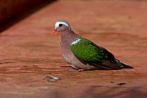 Common emerald dove (Chalcophaps indic robinsoni) Sri Lanka.
