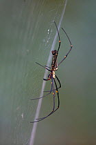 Giant wood spider (Nephila pilipes) Sri Lanka LK November.