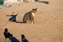 Cat on beach, with House crow (Corvus splendens) pulling at tail, Sri Lanka.