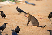 Cat on beach, surrounded by House crows (Corvus splendens) Sri Lanka.