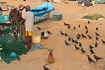 Fishermen with dog surrounded by House crows (Corvus splendens) Sri Lanka. November 2019.