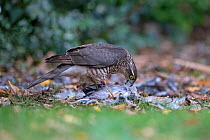 Sparrowhawk (Accipiter nisus) feeding on Wood pigeon (Columba palumbus) Norfolk, England, UK. September.