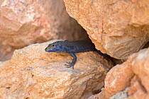 Lilford&#39;s wall lizard (Podarcis lilfordi) Mallorca, August.