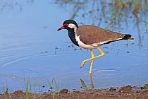Red-wattled lapwing (Vanellus indicus) at waters edge, Sri Lanka.
