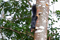 Sri Lankan giant squirrel (Ratufa macroura melanochra) Sri Lanka.