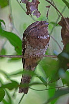 Sri Lanka frogmouth (Batrachostomus moniliger) Sri Lanka.