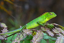 Green forest lizard (Calotes calotes) Sri Lanka.