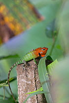 Green forest lizard (Calotes calotes) portrait, Sri Lanka.