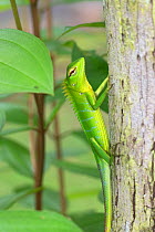 Green forest lizard (Calotes calotes) on tree trunk, Sri Lanka.
