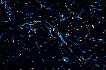 Larval Banded coral shrimp (Stenopus hispidus) in a plankton close to the surface at night.Balayan Bay, off Anilao, Batangas, Philippines, Pacific Ocean