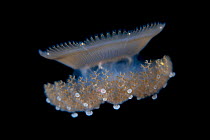 Crown jellyfish (Netrostoma setouchianum), Balayan Bay, off Anilao, Batangas, Philippines, Pacific Ocean.