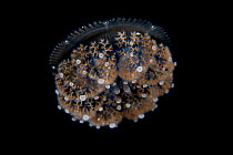 Crown jellyfish (Netrostoma setouchianum) Balayan Bay, off Anilao, Batangas, Philippines, Pacific Ocean