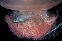 Driftfish (Nomeidae sp,) hiding in a huge jellyfish, Balayan Bay, off Anilao, Batangas, Philippines, Pacific Ocean