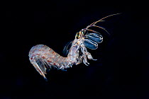 Mantis shrimp (Squilloidea sp) juvenile in Balayan Bay, off Anilao, Batangas, Philippines, Pacific Ocean