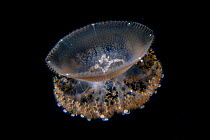 Crown jellyfish (Netrostoma setouchianum) Balayan Bay, off Anilao, Batangas, Philippines, Pacific Ocean