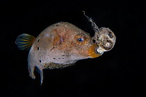 Rare and previously unseen behaviour with an adult blackspotted puffer (Arothron nigropunctatus) swimming around with a dead younger fish of the same species in its beak-like mouth. Balayan Bay from A...