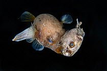Rare and previously unseen behavior with an adult blackspotted puffer (Arothron nigropunctatus) swimming around with a dead younger fish of the same species in its beak-like mouth. Nightdive close to...