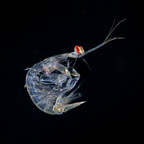 Japanese mantis shrimp (Oratosquilla oratoria) Balayan Bay, off Anilao, Batangas, Philippines, Pacific Ocean.