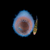 Juvenile fish living in a pink colony of Pyrosomes, (Pyrosomatidae) free-floating colonial tunicates that usually live in the open warm ocean. Balayan Bay, off Anilao, Batangas, Philippines, Pacific O...