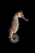 Spiny seahorse (Hippocampus histrix) Balayan Bay, off Anilao, Batangas, Philippines, Pacific Ocean