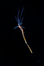 Terrebellid worm (Terebellidae sp) Balayan Bay, off Anilao, Batangas, Philippines, Pacific Ocean