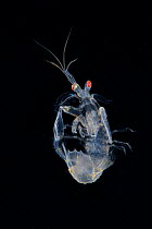Japanese mantis shrimp (Oratosquilla oratoria) a Western Pacific species. Balayan Bay, off Anilao, Batangas, Philippines, Pacific Ocean