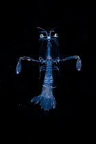 Larval mantis shrimp (Alima sp) Balayan Bay, off Anilao, Batangas, Philippines, Pacific Ocean