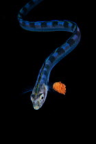 Young snake blenny (Xiphasia setifer) with a reddish parasite on one side, free swimming in the open ocean at night, Balayan Bay, off Anilao, Batangas, Philippines, Pacific Ocean.