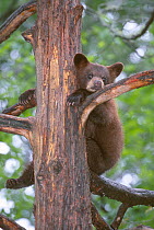 American black bear cub (Ursus americanus), about 6 months, sitting in a refuge tree while its mother forages nearby. Superior National Forest, Minnesota. USA.June