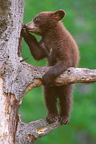 American black bear cub (Ursus americanus), age 6 months, standing in a refuge tree and peeling bark off in search of insects. The cub&#39;s mother was foraging nearby.Superior National Forest, Minnes...