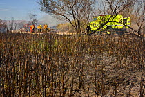 Firefighters working after a dense cattail marsh at the Sonny Bono Salton Sea National Wildlife Refuge was burned for habitat management to benefit the endangered Yuma clapper rail. The Yuma clapper r...