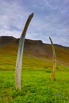 Whale bones placed in a ritual formation by indigenous people at the ancient sacred site currently known as &#39;Whalebone Alley&#39; on Yttygran Island in the Bering Sea, Chukotka, Russia.