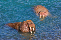 Pacific walruses (Odobenus rosmarus divergens) in the Bering Sea, swimming toward shore at a gravel beach where there is a small walrus haul-out on Arakamchechen Island, Chukotka, Russia.