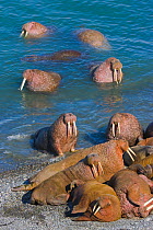 Pacific walruses (Odobenus rosmarus divergens) come ashore at a gravel beach where there is a small walrus haul-out, Arakamchechen Island in the Bering Sea, Chukotka, Russia.