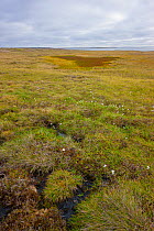 Arctic tundra with frost-wedging features caused by repeated freeze-thaw processes in soil, as well as slumping and and surface water accumulation from thawing permafrost. Amguema River Estuary Region...
