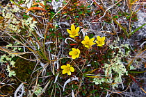 Yellow Marsh Saxifrage (Saxifraga hirculus), aka Bog Saxifrage, Wrangel Island, Siberia, Chukchi Sea, Russia. August