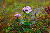 Capitate valerian (Valeriana capitata) with Viviparous bistort (Polyganum viviparum), Wrangel Island, Siberia, Chukchi Sea, Russia. August