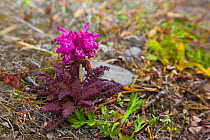 Lousewort (Pedicularis sp.), Wrangel Island, Siberia, Chukchi Sea, Russia. August