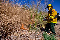 Firefighters starting controlled burn of dense cattail marsh at the Sonny Bono Salton Sea National Wildlife Refuge. Burned as habitat management to benefit the endangered Yuma clapper rail (Rallus lon...