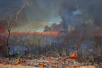 Controlled burn of dense cattail marsh at the Sonny Bono Salton Sea National Wildlife Refuge, burned for habitat management to benefit the endangered Yuma clapper rail (Rallus longirostris yumanensis)...