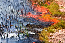 Controlled burn of dense cattail marsh at the Sonny Bono Salton Sea National Wildlife Refuge, burned for habitat management to benefit the endangered Yuma clapper rail (Rallus longirostris yumanensis)...
