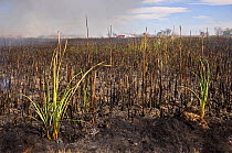 Dense cattail marsh at the Sonny Bono Salton Sea National Wildlife Refuge, burned for habitat management to benefit the endangered Yuma clapper rail (Rallus longirostris yumanensis) California, USA, M...