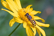 Digger wasp (Ectemnius lapidarius) female feeding on flower. Beverley Court Gardens, Lewisham, London, England, UK. September.