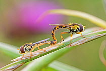 Hoverfly (Sphaerophoria scripta) pair mating. Sutcliffe Park Nature Reserve, Eltham, London, England, UK. July.