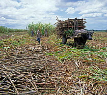 Water buffalo pulling cart of cut sugar cane surrounded by harvested canes, with crop harvest behind, Negros, Philippines, February