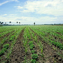 Interrow cropping with rows of young sugar cane (Saccharum officinarum) and peanuts (Arachis hypogea), Negros, Philippines, February